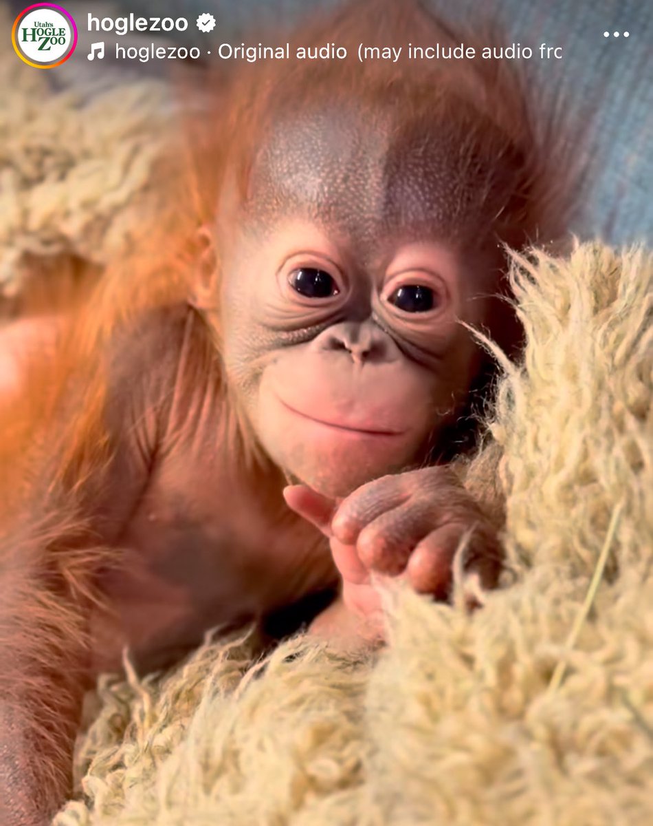 crazy azz orange boy tweet media