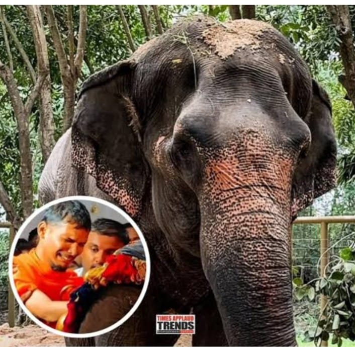 RRPSpeaks's tweet photo. कोल्हापूरकर मानलं राव तुम्हाला!!!
शेवटी तुम्ही विषयाचा कंडका पाडलाच..
कोल्हापूरकरांच एकदा ठरलं की ठरलं!!!
 
अखेर नांदणी मठातील महादेवी हत्ती परत येणार ही बातमी ऐकून माझ्यासारख्या राज्यातील लाखोंना निखळ आनंद झाला. विषय अस्मितेवर आला की मराठी माणूस कसा एकजुटीने मोठा लढा देतो हे संपूर्ण देशाने पाहिलं.  या लढ्यातही सर्व जाती धर्माच्या लोकांनी एकत्रित आवाज उठवला. हाच एकोपा टिकवून येत्या काळात महाराष्ट्रद्रोह्याचाही बंदोबस्त आपल्याला करावा लागेल आणि तो आपण करूच...!

#Kolhapur
#MahadeviElephant
