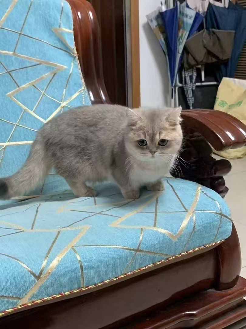 huang98315's tweet photo. 猫猫 https://t.co/kCW06U8K7d