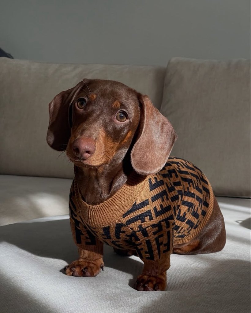 dachshund_usa21's tweet image. Do you guys think i can be a doxie doggy model? 🐶🐾
#dachshunds