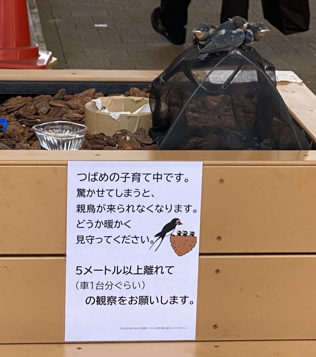 rinsuz's tweet photo. 駅天井から落下した巣、そのまま巣作り出来るよう貼り紙やカゴなどで保護されてます。離れた場所からズーム最大でそっとフラッシュもたかず撮りました。
元気に巣立ってね子ツバメちゃん達！
素敵な街、やっぱり好き。
#狛江　#ツバメ https://t.co/ZKplwBg0Yt
