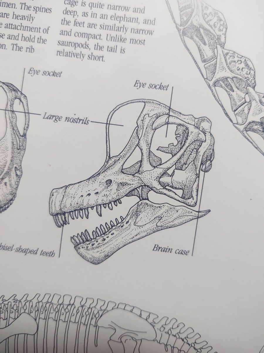 Adapted #jurassicpark brachiosaurus skull for my fanzine.

Based on the "illustrated encyclopedia of dinosaurs" by David Norman.