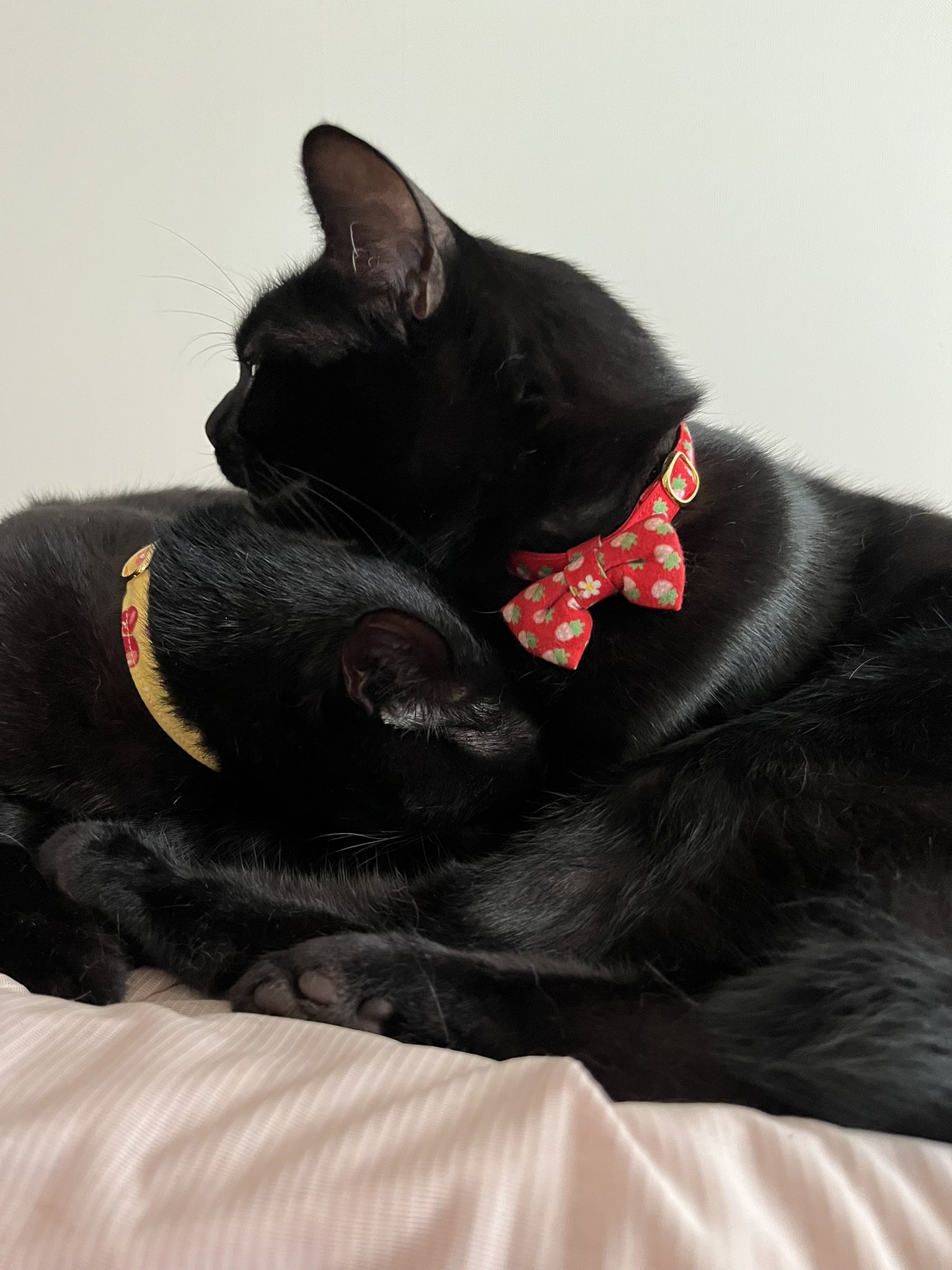 ととなわ 黒猫ー青縄五本 ととなわ 黒猫ー青縄五本 五月と水月と