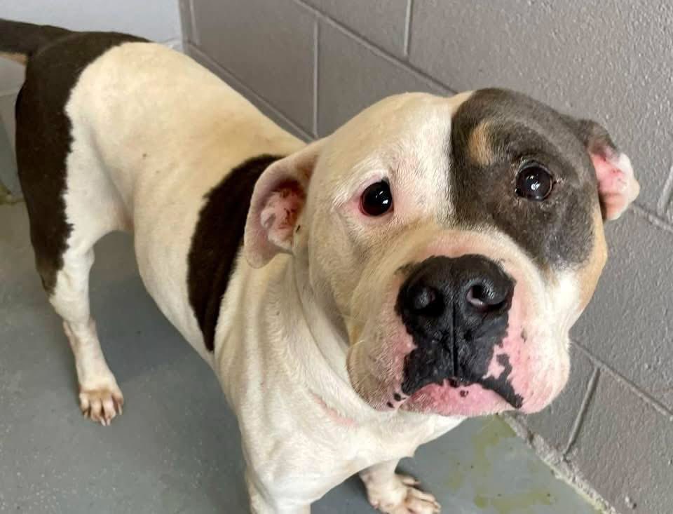 ash__almighty's tweet image. Bart is still in need 💔 He is so sweet, he keeps looking for his owner wondering why he was left behind 😔 Pls continue to share him @PawsnTails4TX @psychicwhisper3 @Dubs4Mutts @LisaBrabson @_DOGPOOL_