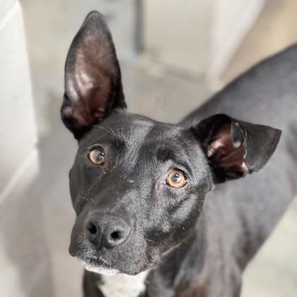 Olive • American Staffordshire Terrier
Location: Sacramento, CA

More info ➜ littlepawsplace.com/redirect/olive…
Adopt from anywhere 🐾

#AdoptDontShop #PetRescue #LittlePawsPlace