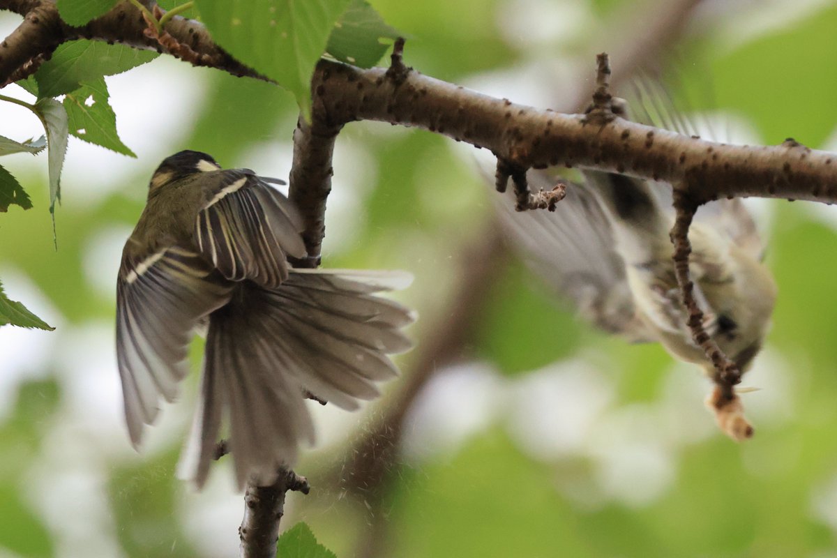 猛暑の中、下丸子の森では #シジュウカラ の幼鳥たちが元気に飛びまわっています。

▼野鳥写真図鑑「シジュウカラ」
global.canon/ja/environment…