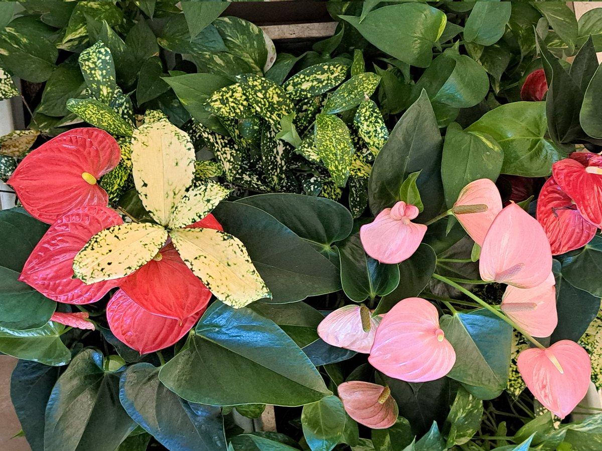 花壇の花です。