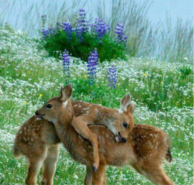 HorseBelle (@seabiscuit7) on Twitter photo 