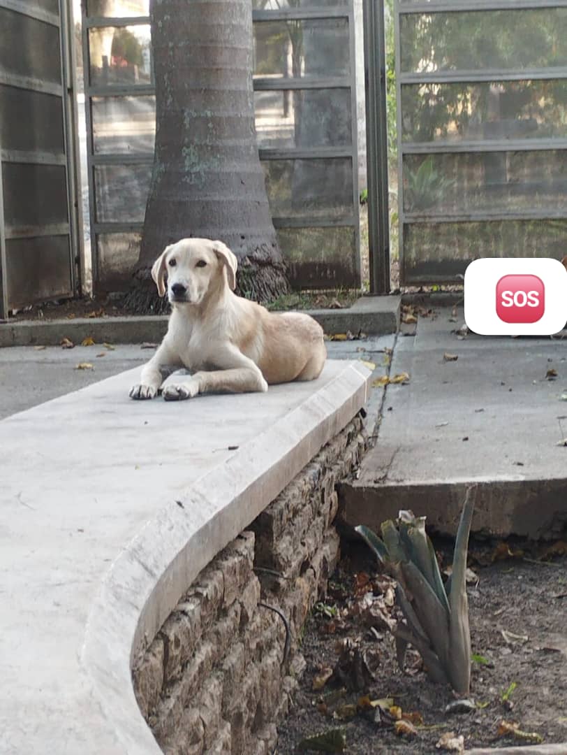 PerroUsuario Wof '•' (@perrousuario) on Twitter photo RP <a href="/maritesotelo/">Marite Sotelo</a>: Difundir. Hermoso🐶 lo abandonaron.
•como #4meses es cachorro
•muy temeroso
•va a ser grande.
•el necesita un buen corazón❤ que le de resguardo mientras se consigue un hogar
#Ayúdalo el te lo va a agradecer portándose bien. #LaBandera
☎️04261054062 RP <a href="/maritesotelo/">Marite Sotelo</a>: Difundir. Hermoso🐶 lo abandonaron.
•como #4meses es cachorro
•muy temeroso
•va a ser grande.
•el necesita un buen corazón❤ que le de resguardo mientras se consigue un hogar
#Ayúdalo el te lo va a agradecer portándose bien. #LaBandera
☎️04261054062