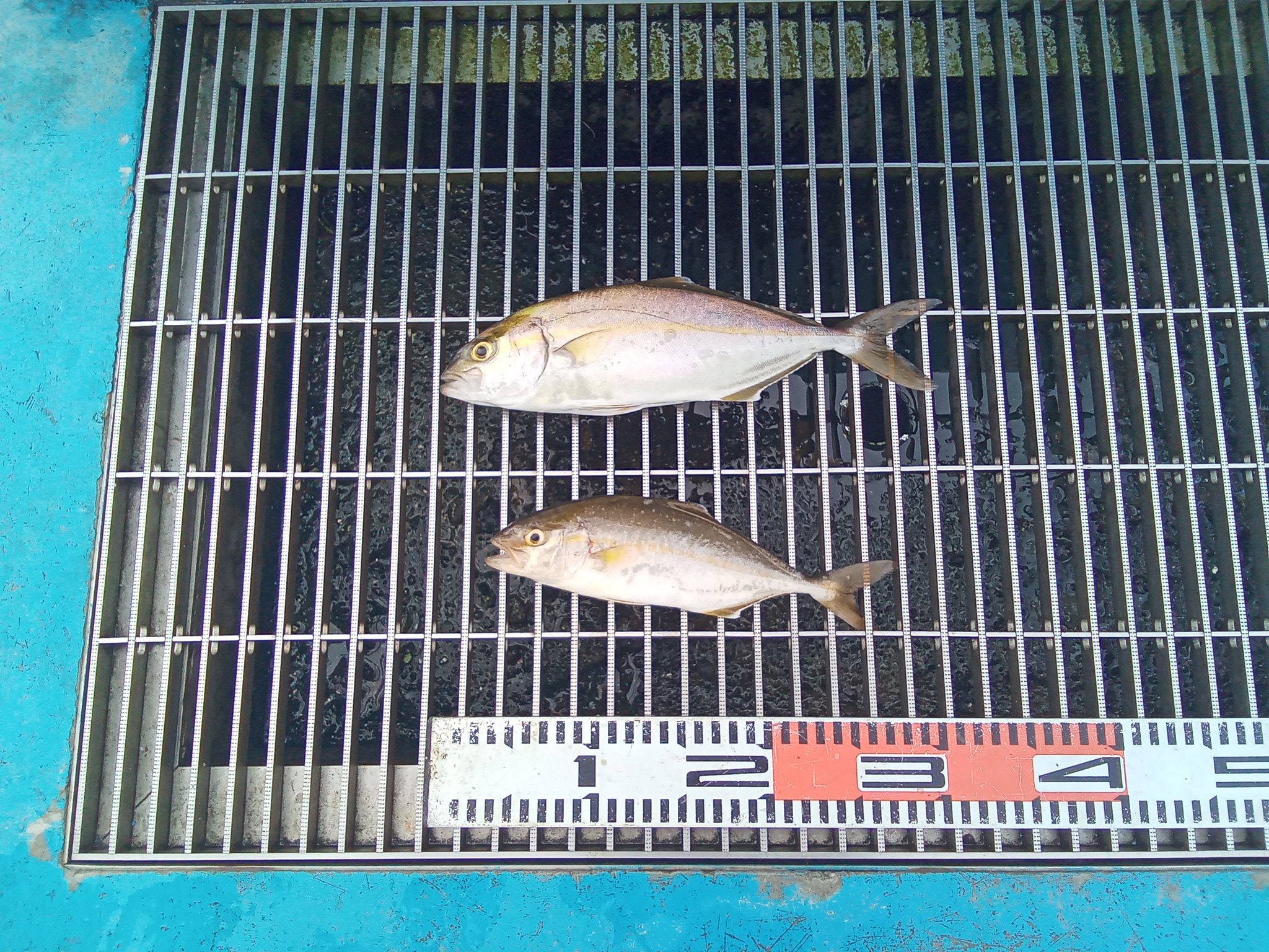 【海月草】まとめ売り２点 新地町海釣り公園 on X: 