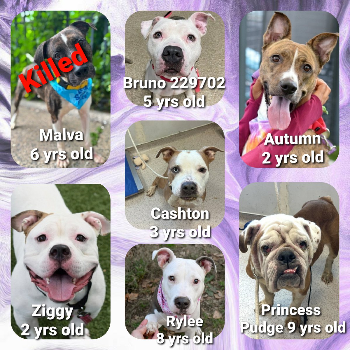 #PLEDGES #NYCACC 
#MorgFairsDogs 

Kill Commands
Cashton $240 😭
Ziggy $325
Bruno 229702 $345
Autumn $400
Rylee $593
Princess Pudge $796