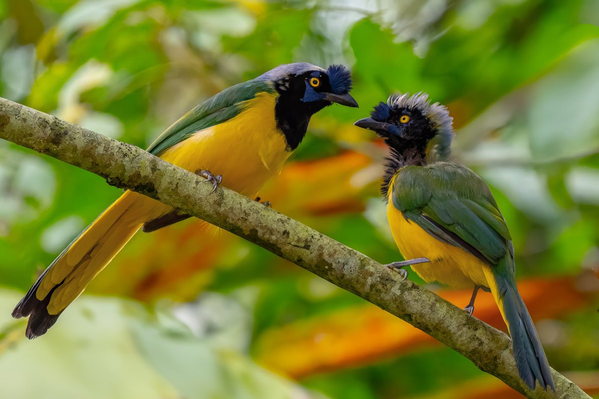 Aniket π³οΈβππ³οΈββ§οΈ(he/him) (@mitogfp) on Twitter photo Inca Jay (Green Jay) Adult and juvenile #BirdsSeenIn2025 #birdphotography #birdcpp #birdsofcolombia #BirdsOfTwitter #jay <a href="/inaturalist/">iNaturalist</a> Inca Jay (Green Jay) Adult and juvenile #BirdsSeenIn2025 #birdphotography #birdcpp #birdsofcolombia #BirdsOfTwitter #jay <a href="/inaturalist/">iNaturalist</a>