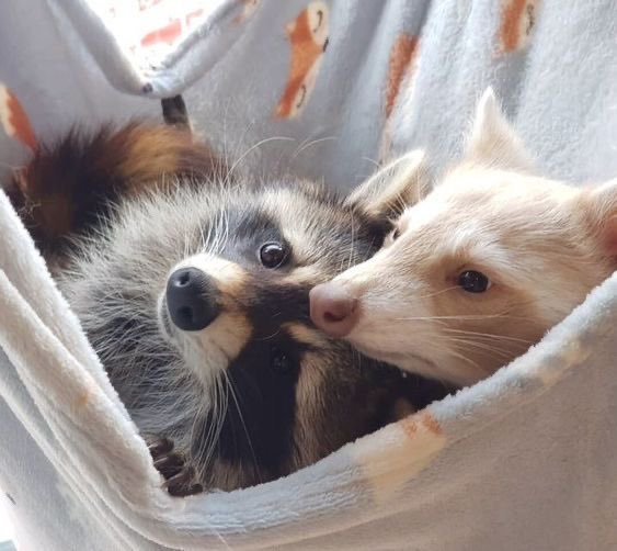 ✦ ༉‧ (@kimzzoguri) on Twitter photo 