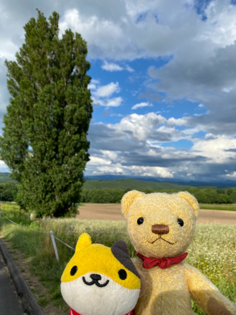 NPOnuigurumi's tweet photo. ケンとメリーの木を見たよ！

わ！すてきなお出かけ！
（暑かったかなぁ・・・） https://t.co/9x2Ko51Zoe