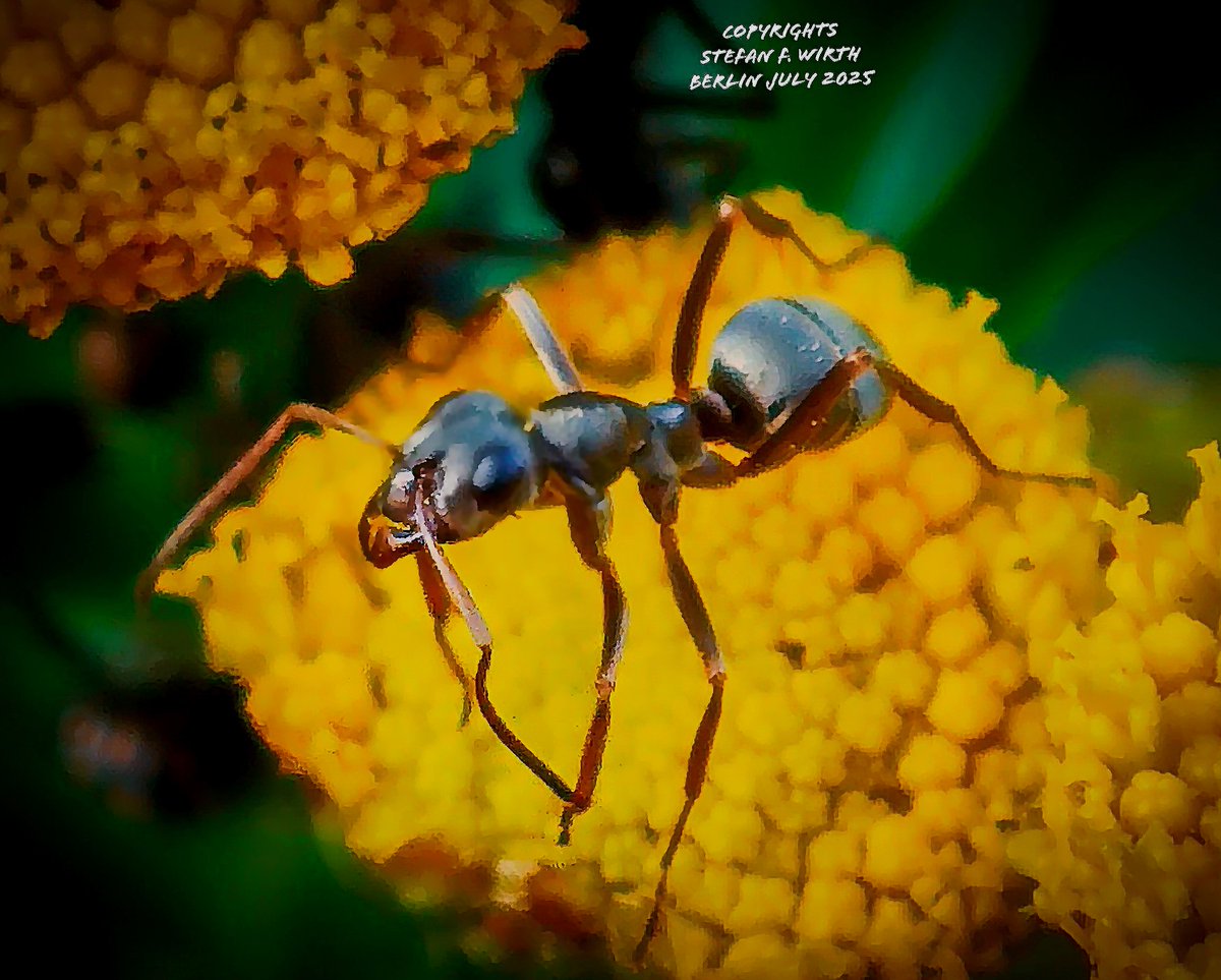 wirthstef's tweet photo. The #slaveant #Formica #fusca (#Formicinae): about its general #biology, their #longlived #queens and #workers and the role of #individualism in a colony.

Formica rufa is a widespread and common ant species in Europe. Its #colonies are often #polygynous, meaning that several active queens live in one #nest. The nests are built underground. The species is often used by other ant species to found their colonies. Sometimes also pupae are stolen by ant species and young workers are subsequently forced to work in the predating ant's colony. That's why the species is named slave ant.

As with many other ant species, various #myrmecophilous species, such as #mites, nematodes, or specially adapted insect species, live in the nest of Formica fusca. 

An interesting biological peculiarity that can generally be found in ants is the unusually long #lifespan of the queens, and sometimes also of the workers, related to other insects. The queens of Formica fusca can live for over 15 years, but the workers also reach an age of more than eight years.
This is unusual, because insects are known for their short lifespans, at least as adults. 

In general, very small animals tend to have a shorter life expectancy because their #bodysurface area is rather large relative to their body volume. This means that heat #energy is more easily dissipated to the outside, which is why these animals suffer from a constant lack of energy and die more quickly from exhaustion. The difference is clearly visible when comparing shrews and elephants. Insects often have more effective protection against evaporation than shrews, namely in the form of their chitinous cuticle. However, the fact that completing their life cycle, especially mating, egg laying, and possibly brood care, consumes so much additional #lifeenergy that the protective effect of the chitinous cuticle is insufficient in the long run.

But why do queen ants, like those in Formica fusca, live so long? Well, one reason for this is that they can concentrate fully on egg production and don't have to waste any further energy. 
But why then do the workers of Formica fusca also live so long?

This is seemingly due to the fact that the workers are quite large compared to other native ant species. But also, because Formica fusca is relatively insensitive to rapidly changing #environmentalfactors. Furthermore, the individual demands on each worker and their #workperformance appear to be lower than in other ant species. However there must also be factors at the molecular genetic level that slow down the aging processes.

In their review, the authors D. E.L. Promislow al. (2022) provide an overview of external and molecular genetic factors of life expectancy in insects. Starting with information on aging in the very well-researched #dipteran species Drosophila melanigaster, they also include research results on other insect species, discussing the various aspects that influence life expectancy in insects in much more detail than is possible my short #article.

Ants are often viewed more as functioning machines than as #sociallyorganized individuals. But this is incorrect. Individual behavior, such as #laziness or #diligence, has rather long been known in ants.
The authors C. Carere et al. (2018) scientifically examined the topic of "Individual #behavioraltype and #groupperformance in Formica fusca ants." In their study, they established the connection between individual behavior and group performance using experimental approaches. Worker groups were separated based on their similar individual behavior tendencies and their behavior related to the transport of offspring cocoons was documented.

© #StefanFWirth, #Berlin August 2025

References:

D. E.L.Promislow al. (2022) :
https://t.co/CT4PlaE6Sh 

 C. Carere et al. (2018):
https://t.co/LZZ9EjDjgM

#Photos:
F. fudca workers on common #tansy guarding #aphids of #Metopeurum #fuscoviride on a dry #meadow nearby urban #park Goethepark in Berlin © S.F. Wirth, 2025