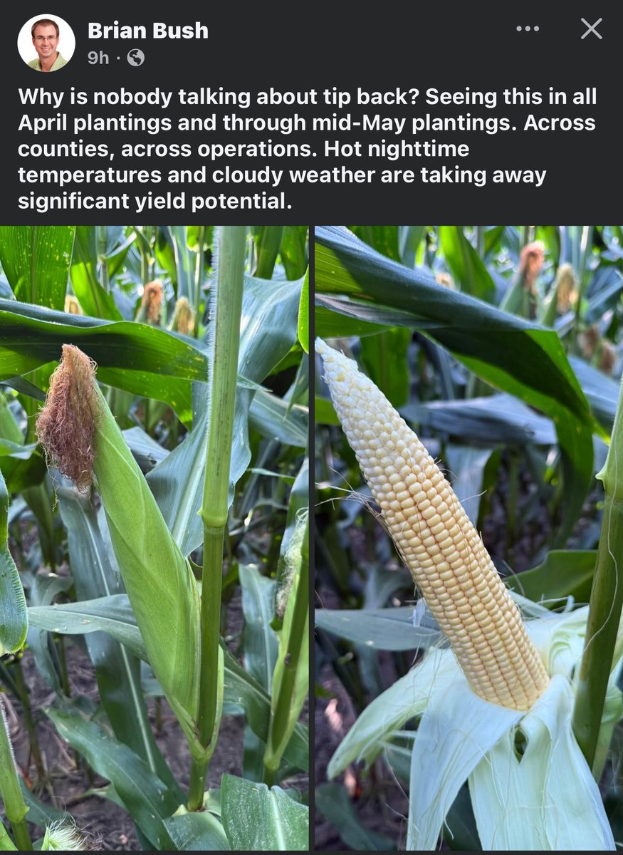 Met_khinz's tweet photo. #Corn tip-back issues arising rapidly east of the Mississippi due to record warm overnight lows?

This is from a long time partner of ours located across south-central Indiana. However, we are starting to hear this widespread this week.

What’s it like for you?

#AGwx #OATT https://t.co/ebWfnGVTg0