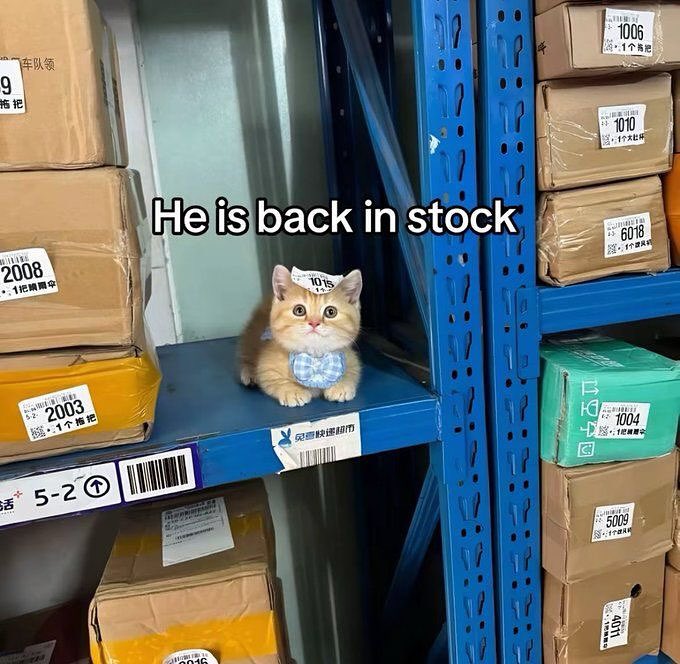 Cat Posted (@catposted) on Twitter photo 