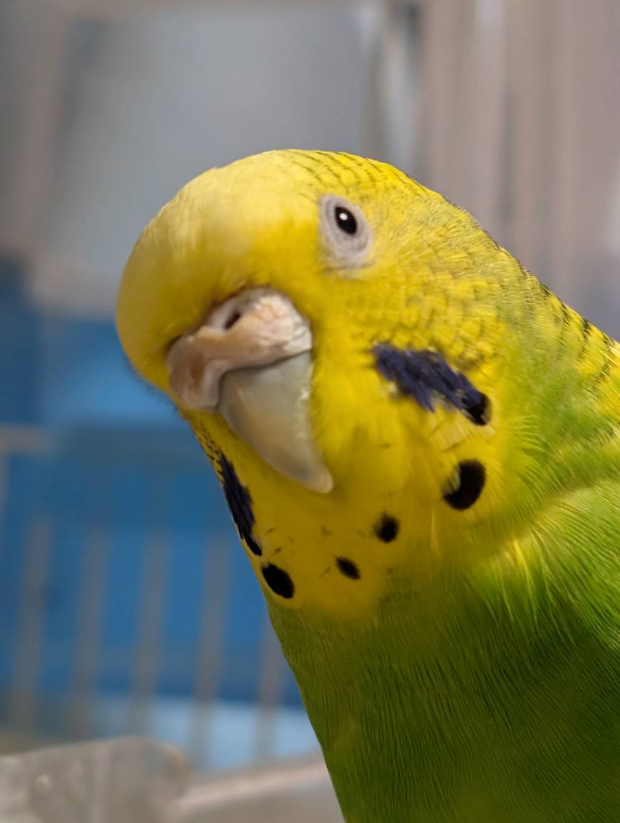 おはようございます。パックのエサ係です。パックが6日23時頃天国へ旅立ちました。2日程前から卵が詰まってしまい病院へ行ったのですが癒着してなかなか取れず…今日再度頑張ってみようという矢先でした。今までありがとうございました。＃セキセイインコ