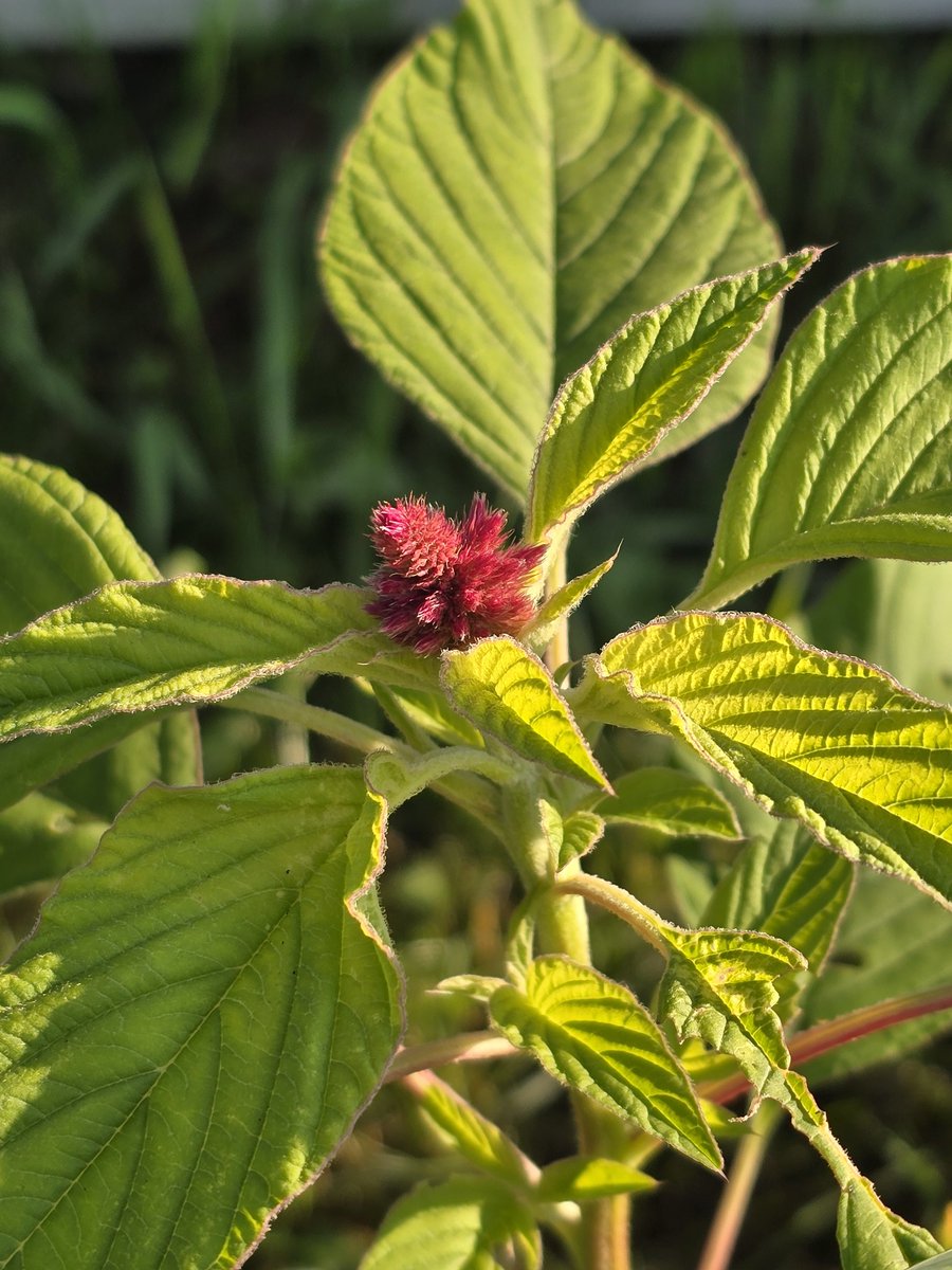 AlienEnergy 111 👽 ✨🔮Daveeda ♎️🎨📸 tweet media