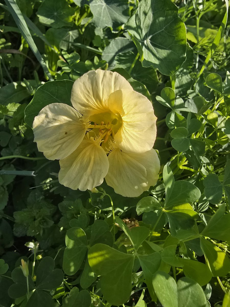 AlienEnergy 111 👽 ✨🔮Daveeda ♎️🎨📸 tweet media