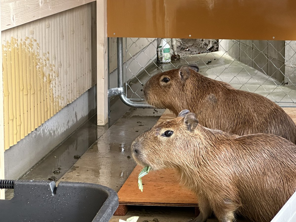 カピさんお迎えしましたぁー✨

可愛い😍
これから元気に過ごしてもらえますように🙏

#カピバラ
#エキゾチックアニマル