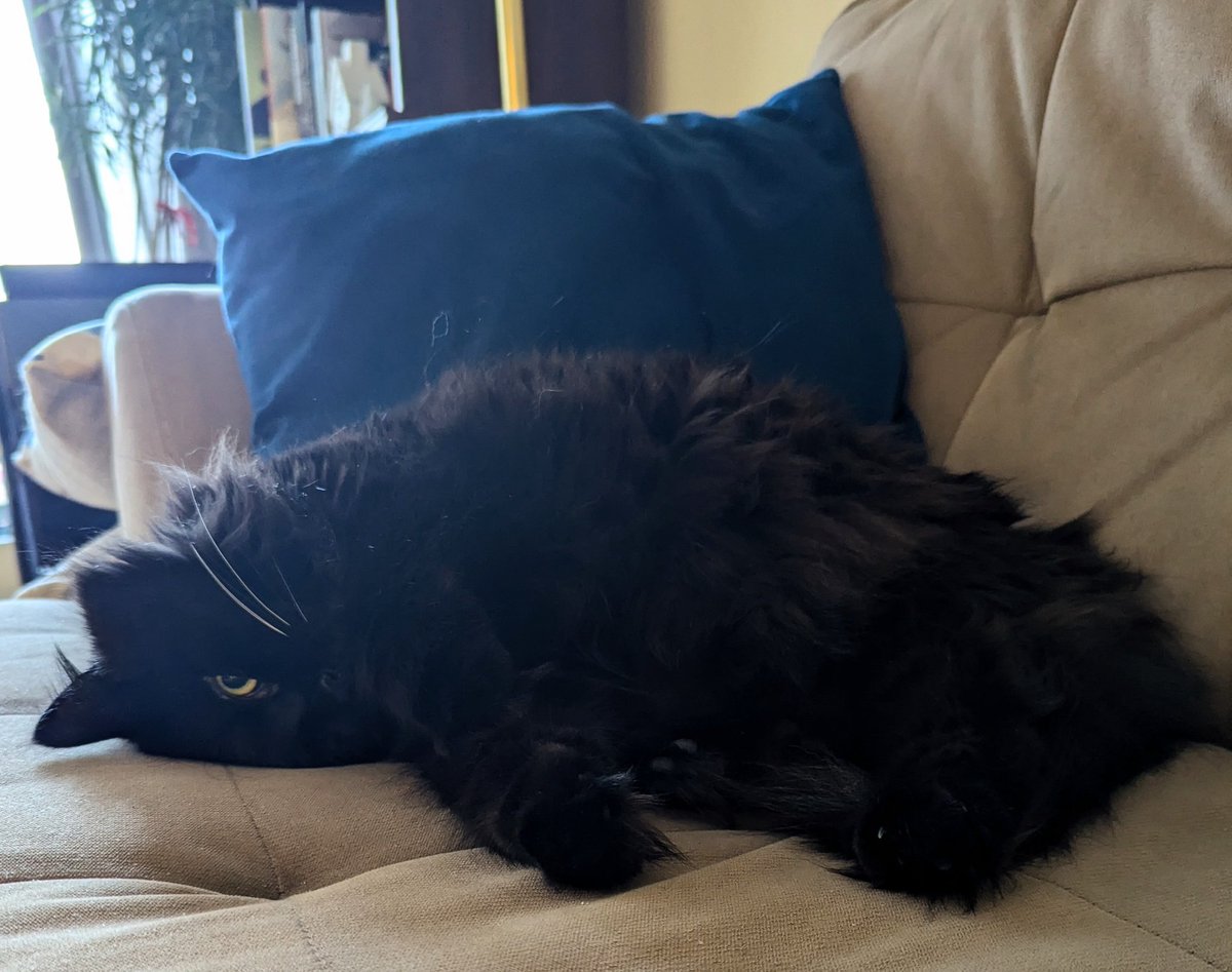 Good evening &amp; welcome to #WhiskersWednesday from Ottawa 🇨🇦! I'm showing off my White Whiskers and perfecting my #WontLookWednesday stare by sleeping with one eye open. Added bonus: it creeps Mom out when I do this, so win win! 😸#Cats #CatsOfTwitter #blackcats #wednesdayvibes