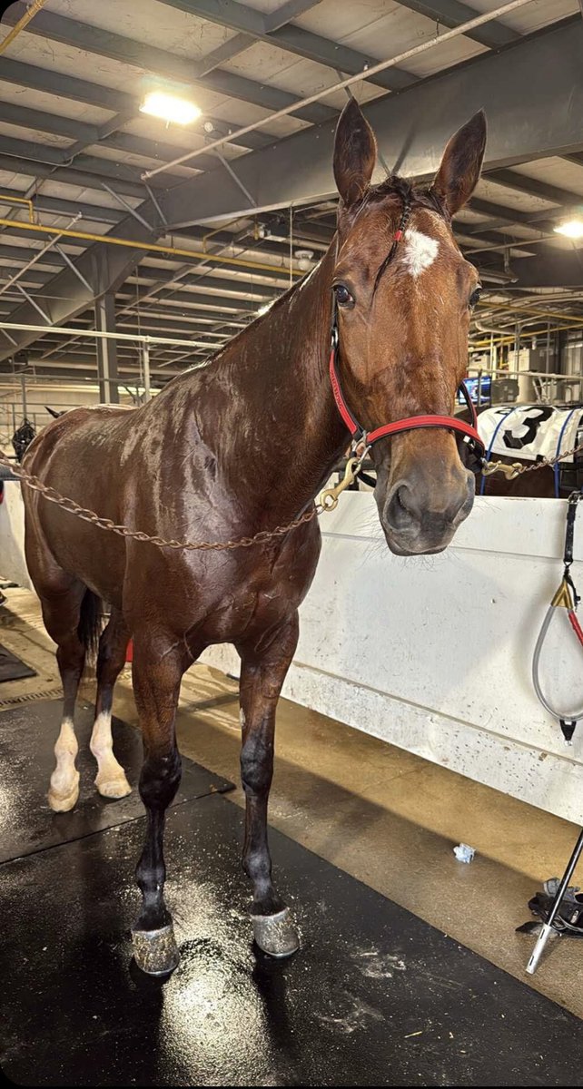 LusiAndAlbert's tweet image. Magical Dundas grabbed fifth in his racing debut. We’re very proud to see Dundas out there. A nice drive by J. Ryan and a team effort from Shawn Steacy Stables. Like a young professional, #Magical #Dundas dug in for 5th. Way to go, Dundas! #homebred #sonofMachMagic #horselover