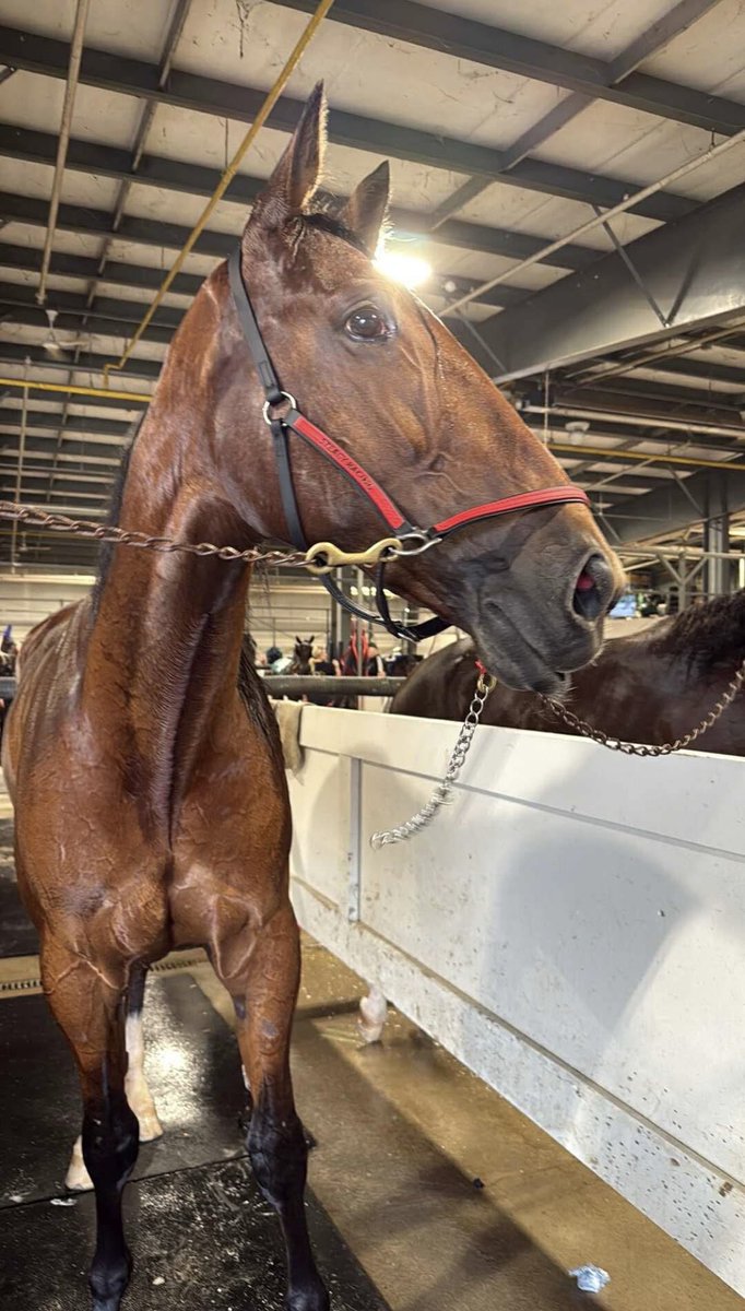 LusiAndAlbert's tweet image. Magical Dundas grabbed fifth in his racing debut. We’re very proud to see Dundas out there. A nice drive by J. Ryan and a team effort from Shawn Steacy Stables. Like a young professional, #Magical #Dundas dug in for 5th. Way to go, Dundas! #homebred #sonofMachMagic #horselover