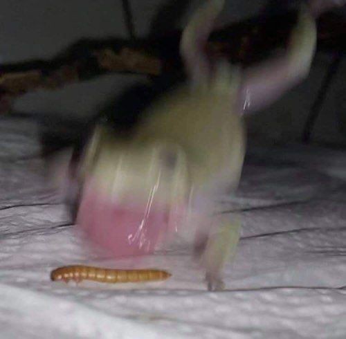 No Context Frogs (@nocontextfrogs) on Twitter photo 