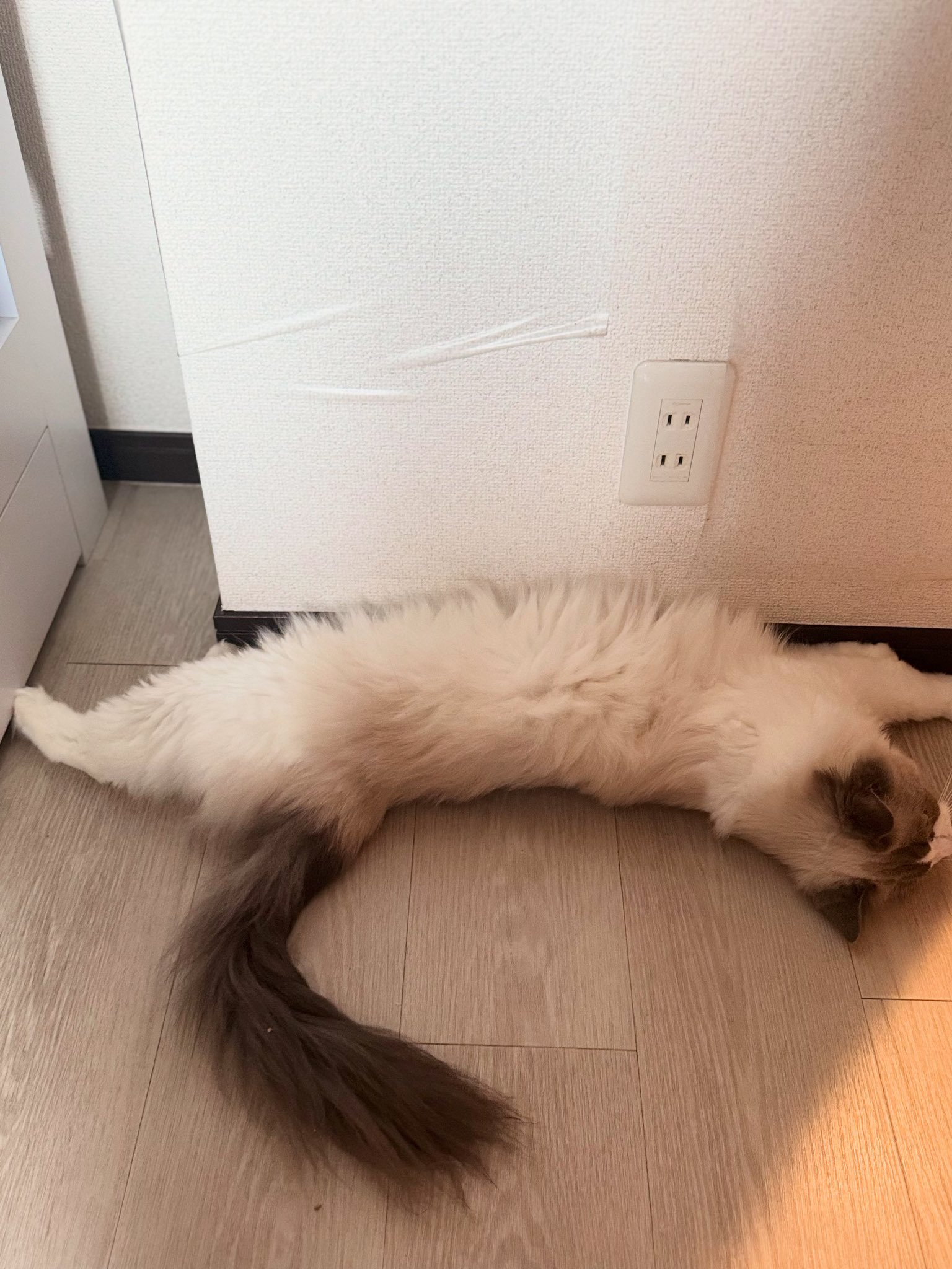 26号 ぷーにゃん 招き猫 スーフェス限定　イモミ　ソフビ　ほりぶー 26号 ぷーにゃん 招き猫 スーフェス限定 イモミ ソフビ ほりぶー