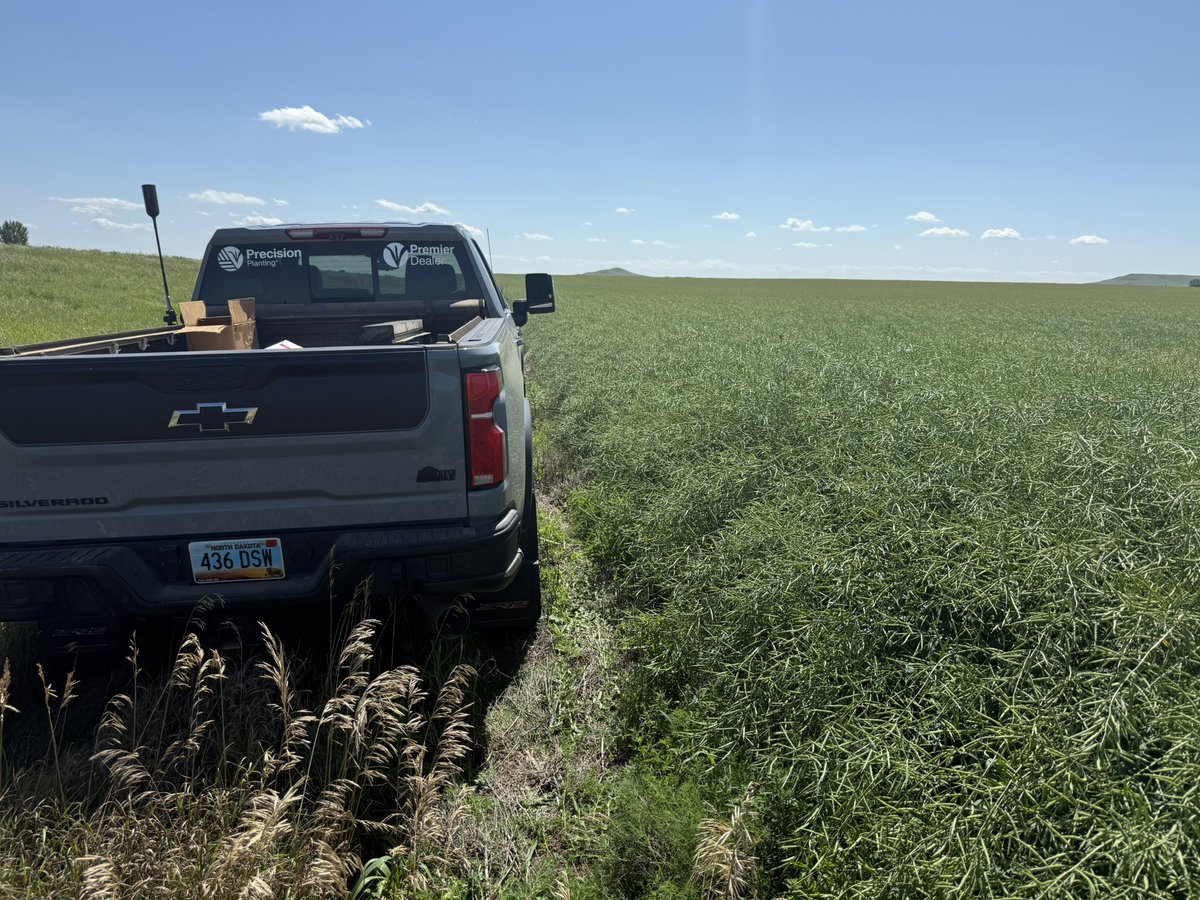 travismesser81's tweet photo. Even with an air seeder emergence is key to great #Canola yields!  @PrecisionPlant #SeederForce w/ #Clairity coupled with @MidwesternBioAg #TerraNu will have this @BASFAgProducts #Invigor L350P cranking come #Harvest25 https://t.co/inDTPs3z1L