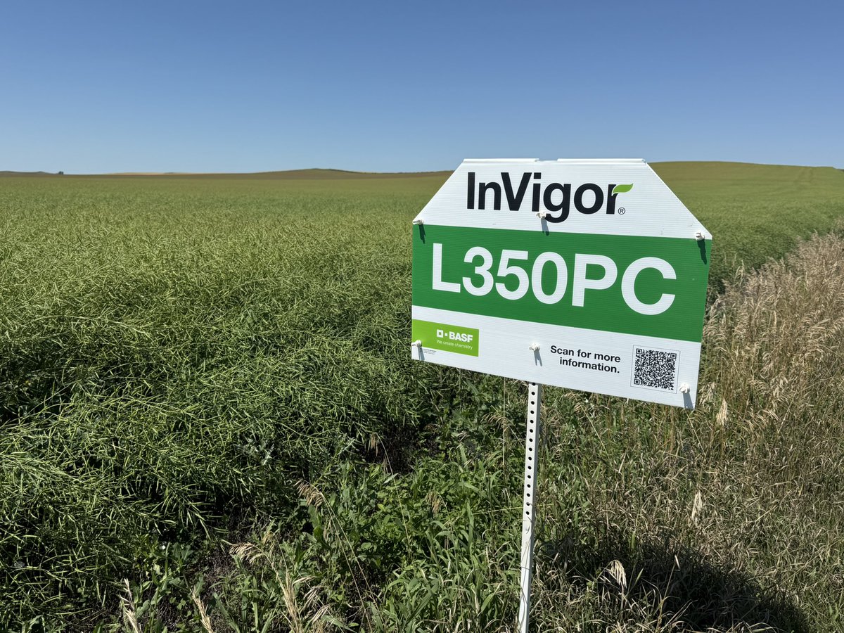 travismesser81's tweet photo. Even with an air seeder emergence is key to great #Canola yields!  @PrecisionPlant #SeederForce w/ #Clairity coupled with @MidwesternBioAg #TerraNu will have this @BASFAgProducts #Invigor L350P cranking come #Harvest25 https://t.co/inDTPs3z1L