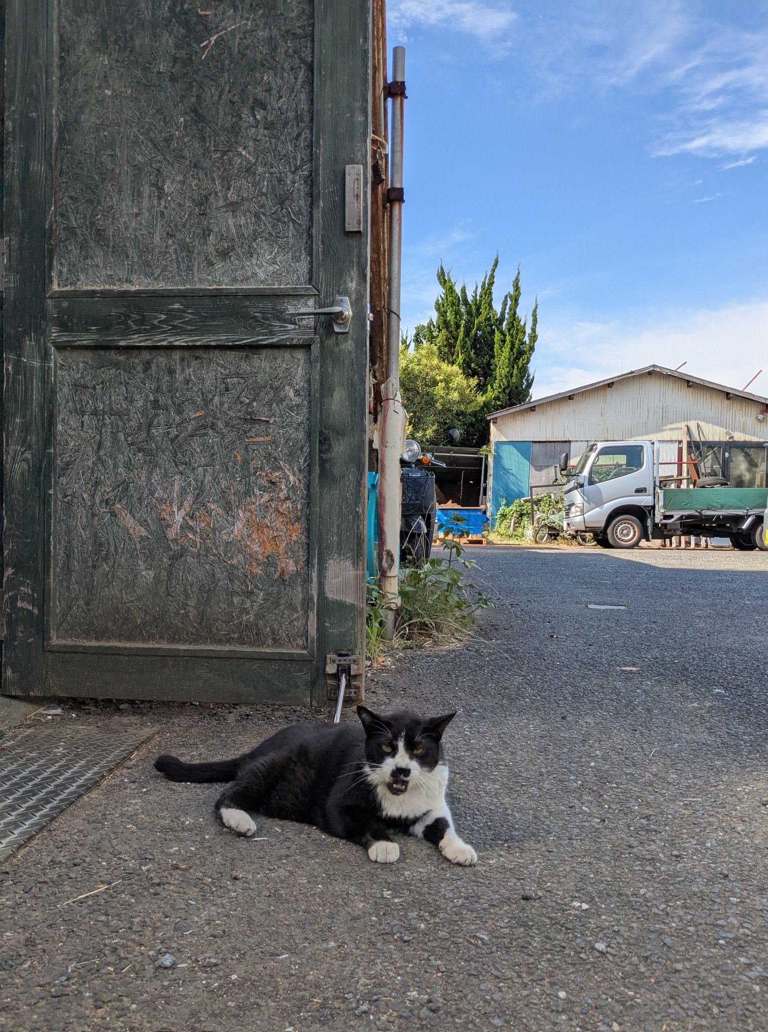 猫が増える on X: 