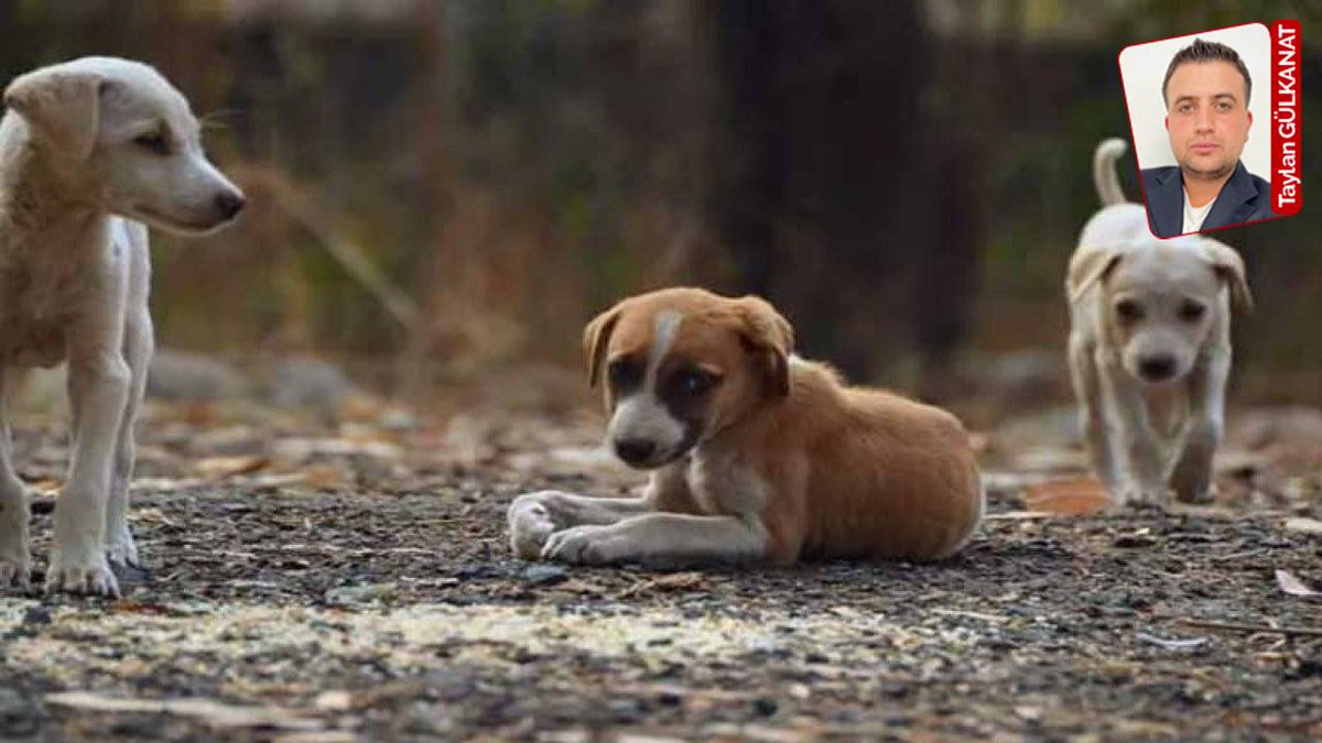 Bakanlık sokak hayvanlarına ayırdığı paranın yalnızca yüzde 1,83’ünü harcamış: ‘İhmal mi, bilinçli tercih mi?’
cumhuriyet.com.tr/turkiye/bakanl…