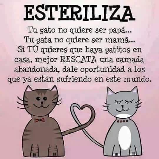 Esterilizar es amar!