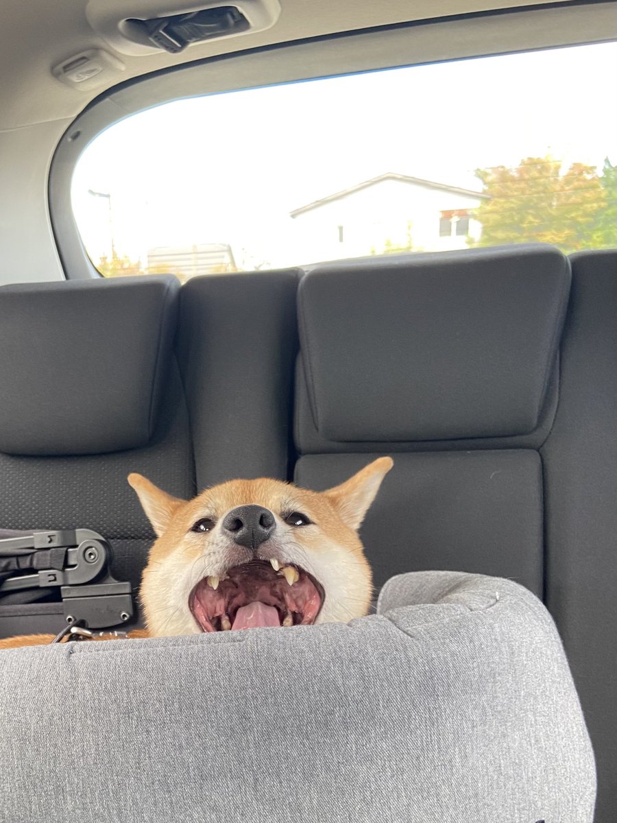 roku125shiba's tweet photo. 既視感の正体。 https://t.co/vRbJHzw1Zn