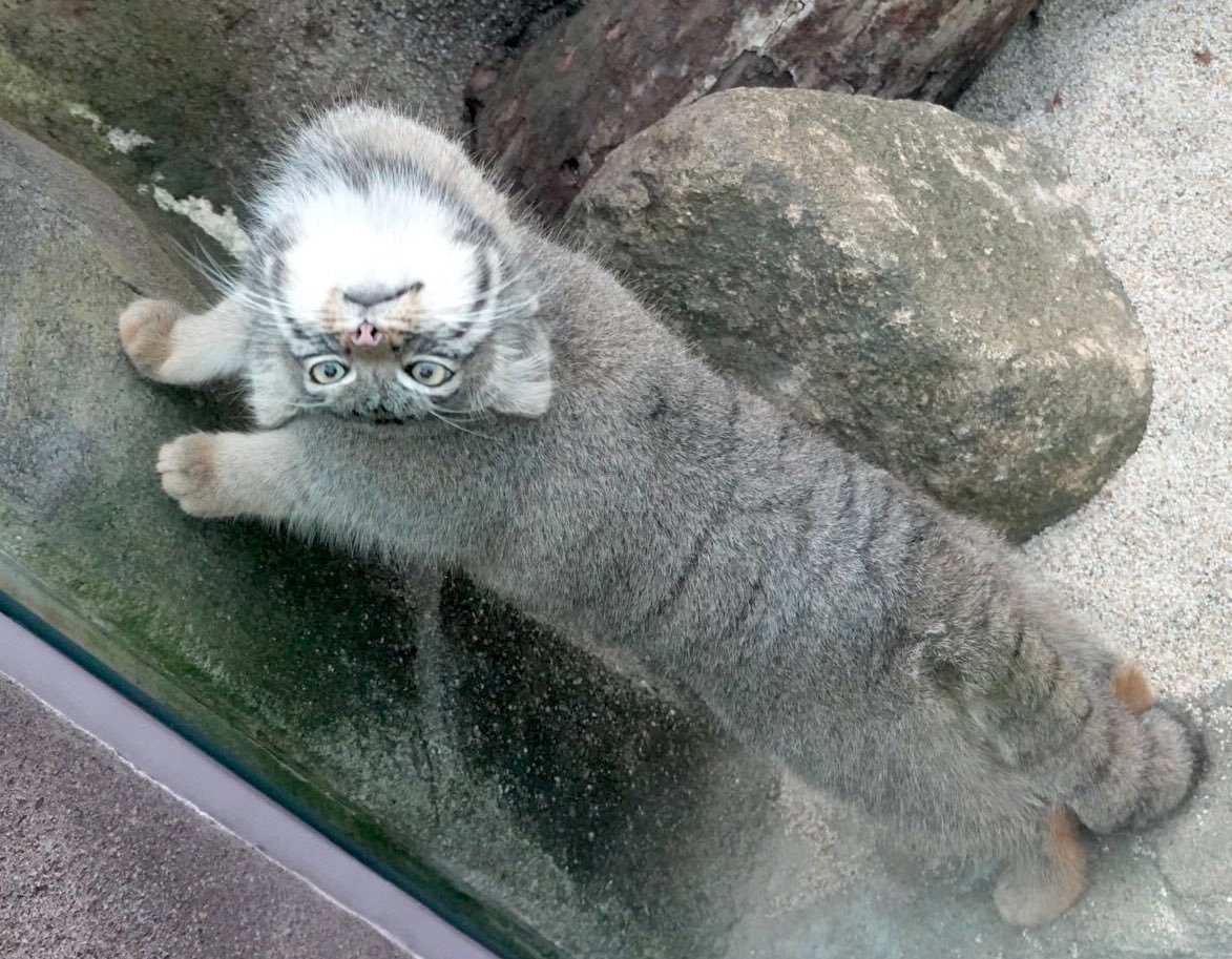 Daily Manul (@dailymanul) on Twitter photo 