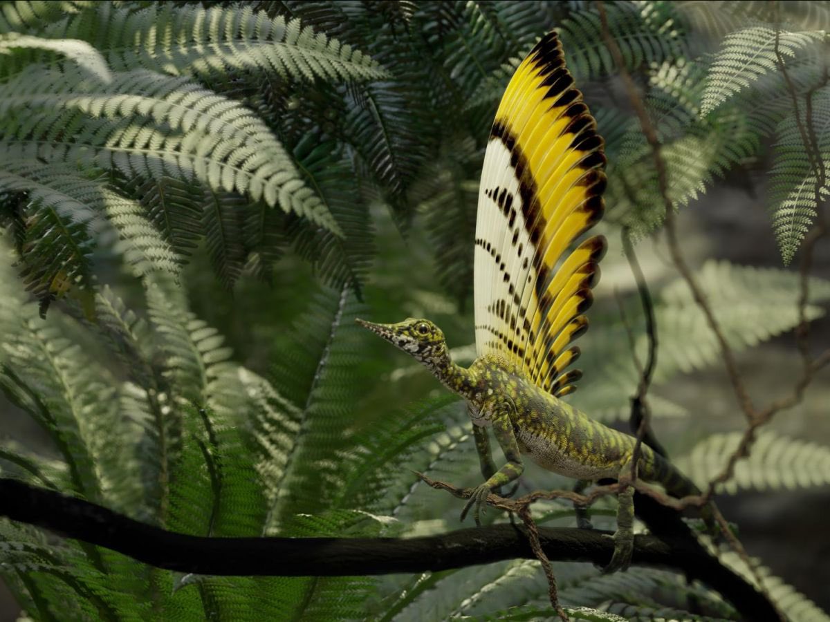 Bien avant les dinosaures, cet étrange reptile à crête était doté de plumes.
Découvert en Alsace dans les années 1930, le fossile dormait dans une collection oubliée. Via ⁦<a href="/IgnasseJ/">Ignasse Joël</a>⁩ pour ⁦<a href="/Sciences_Avenir/">Sciences et Avenir</a>⁩  sciencesetavenir.fr/archeo-paleo/p…