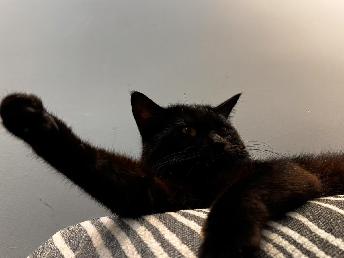 SprleRa's tweet photo. 🐱 https://t.co/4Qer7rQfNT