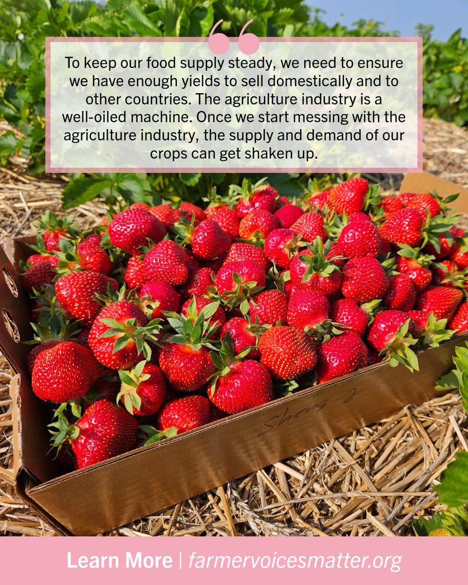 Lindsay Knoebel, Wisconsin #FarmMom, shares how her family's #FarmersMarket allows her to advocate for farmers &amp; teach customers about the process – and needs – for growing fresh, sustainable produce.

#NationalFarmersMarketWeek
#FarmerVoicesMatter | farmervoicesmatter.org