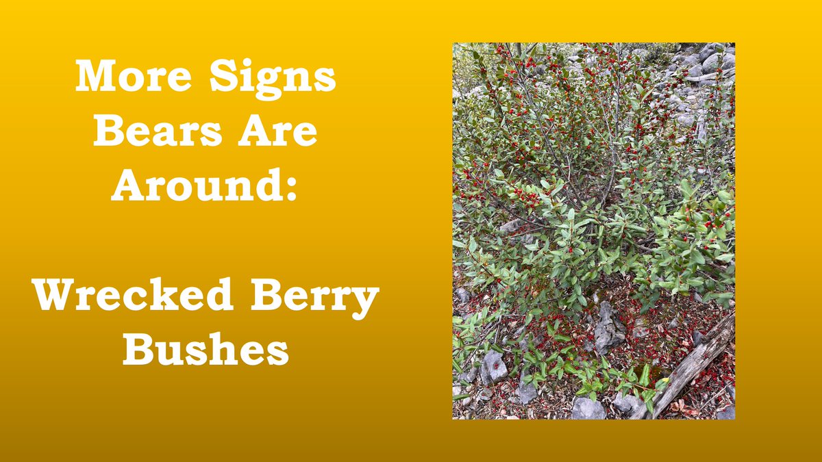 RyderDAR's tweet image. Out in the wilderness yesterday, I saw o TON of wrecked berry bushes. So... I made a video about it! #bears
youtu.be/3_ieNOR7z4Q?si…