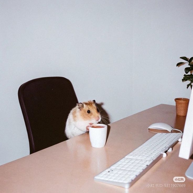 TweetsOfHamster's tweet photo. Morning ✨☕ https://t.co/r2KRBeiJs1