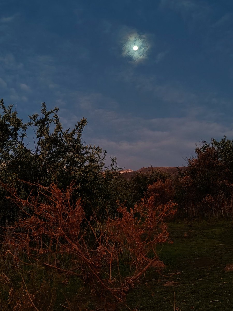 Kellyfloridog's tweet photo. Así asomaba la lunita😍
#Panul https://t.co/XcK6ouNWVR