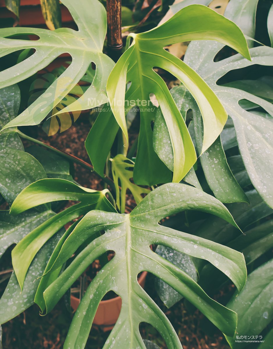私のモンステラ (@mymonstera) / X