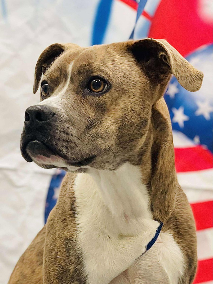 Hilda • Pit Bull Terrier
Location: Ossining, NY

More info ➜ littlepawsplace.com/redirect/hilda…
Adopt from anywhere 🐾

#AdoptDontShop #PetRescue #LittlePawsPlace