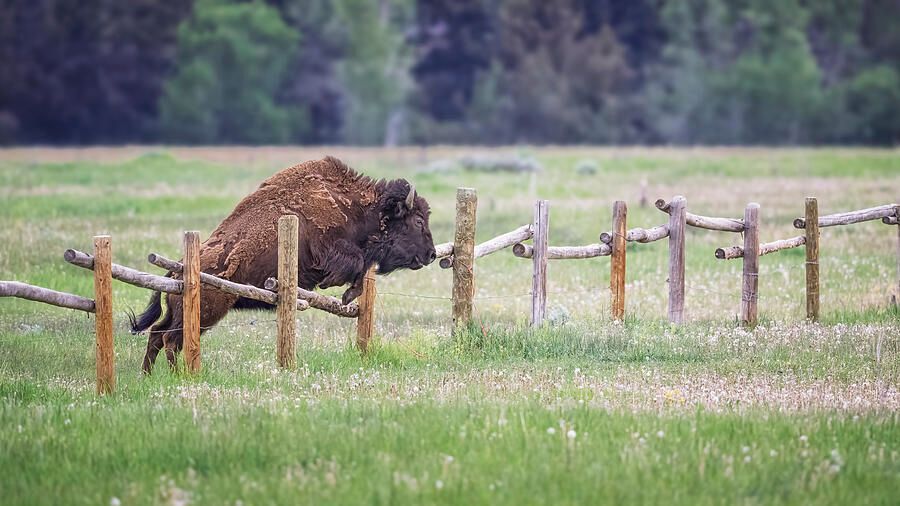 joancarroll's tweet image. Bison Leaps A Fence Grand Teton NP! buff.ly/5DfXoHk  #bison #leap #leaping #jumping #fence #grandteton #nationalpark #wyoming #fence #field #forest #pasture #countryside #tetons #nature #animals #wildlife #wildlifephotography #artforsale #wallartforsale #giftideas…