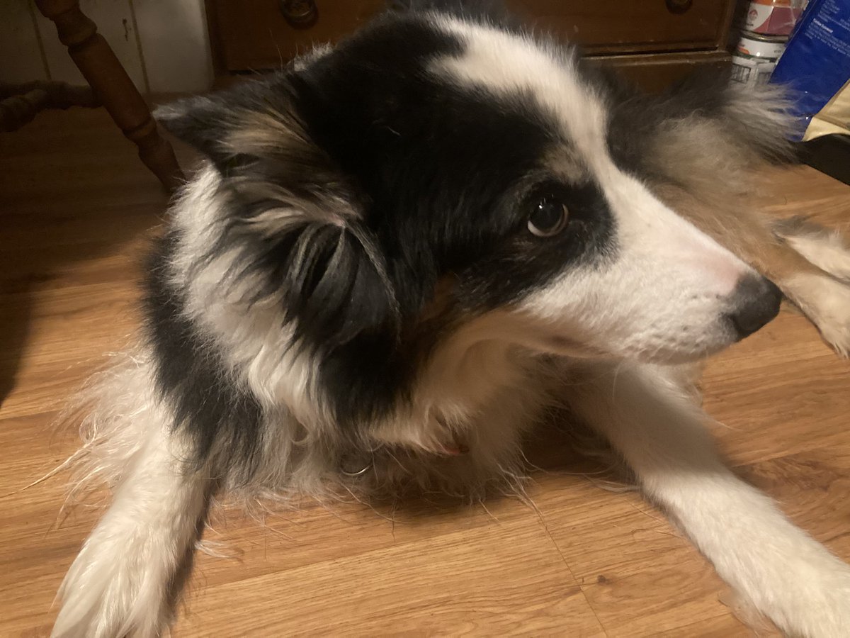 Happy Wednesday 🐶