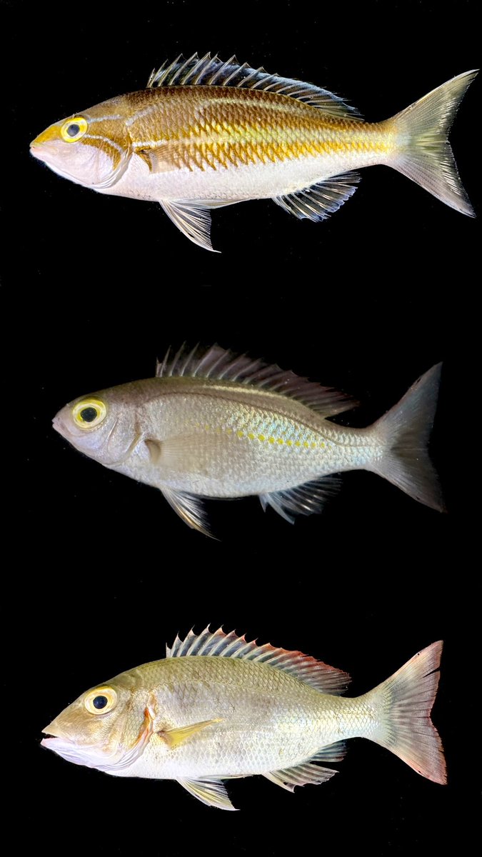 dnltbing's tweet image. Fish photography also requires: model casting, model preparation, model styling &amp;amp; photo editing
#ichthyology #fishes