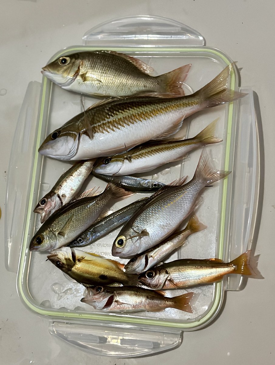 dnltbing's tweet image. Fish photography also requires: model casting, model preparation, model styling &amp;amp; photo editing
#ichthyology #fishes