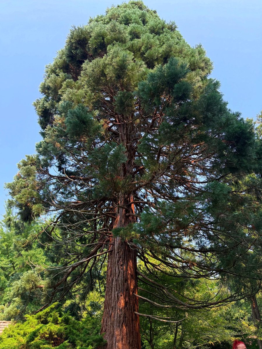 Christopher McEvoy (@hochi666) on Twitter photo 